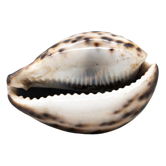 SHELL SEA COWRIE