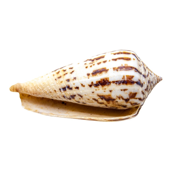 SHELL small