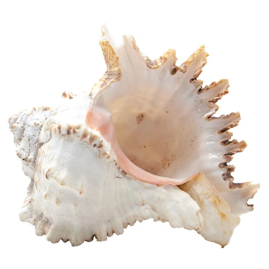 Traditional Shells Traditional products – Page 3 – RanisHerbalist