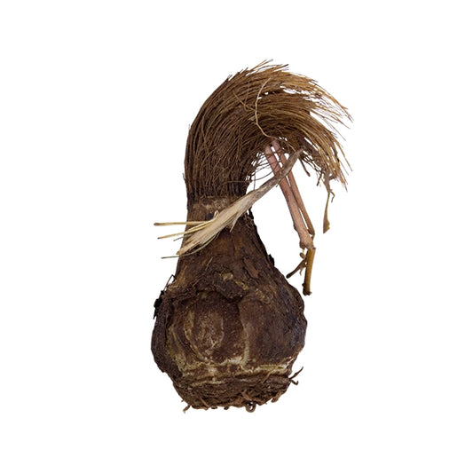 INGCINO LETSWTLANA  80g
